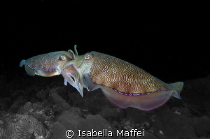 "THE MATING" by Isabella Maffei 